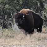 buffalo 4